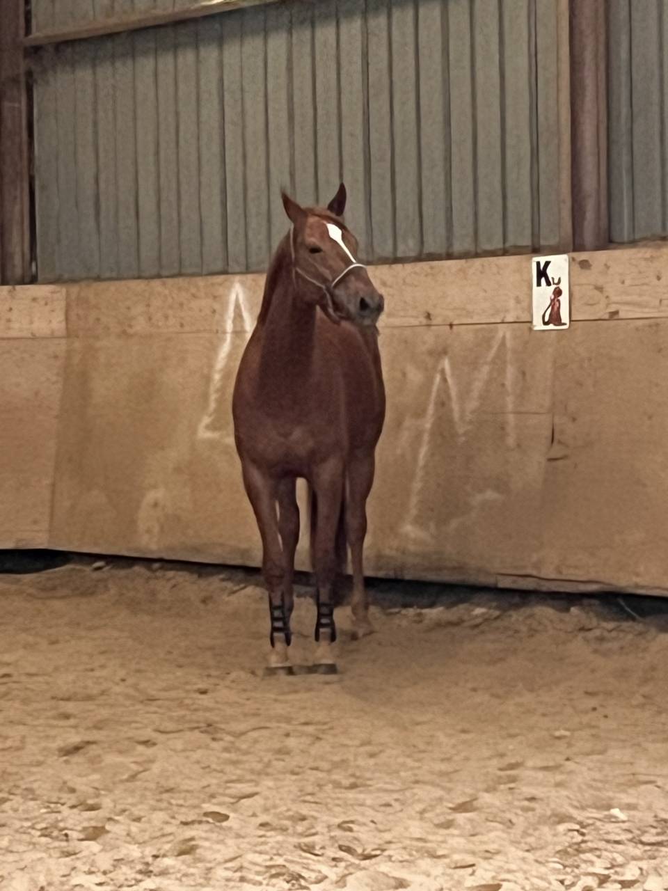 &Agrave; vendre hongre 8 ans 