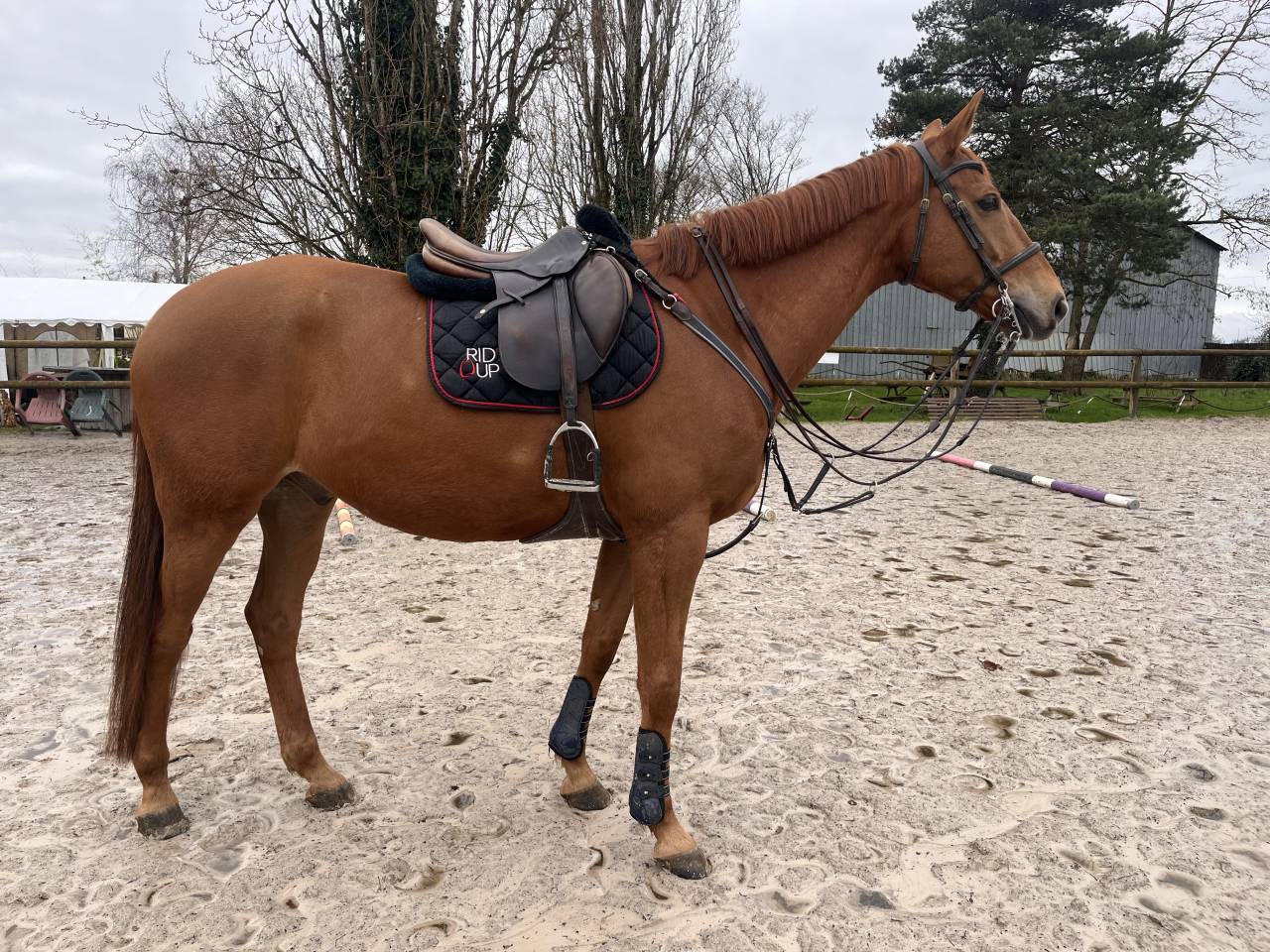 &Agrave; vendre hongre 8 ans 