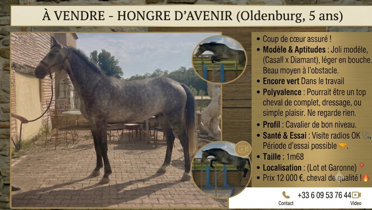 Hongre Oldenburg 
