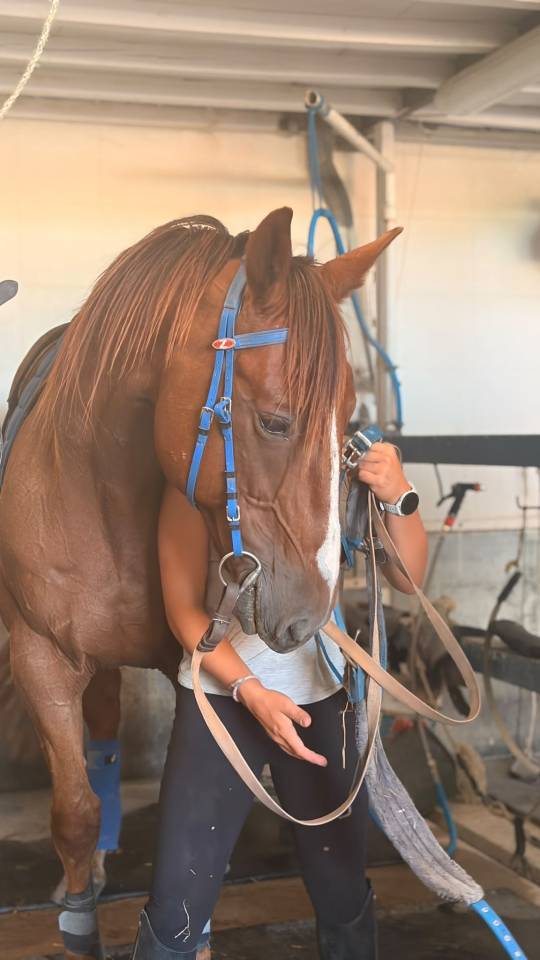 Trotteur fran&ccedil;ais r&eacute;former 9ans 