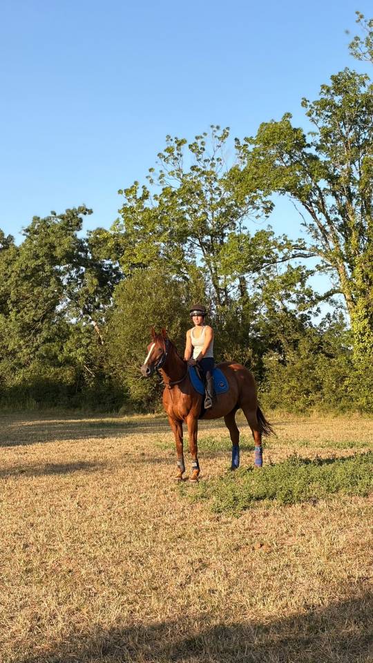 Trotteur fran&ccedil;ais r&eacute;former 9ans 