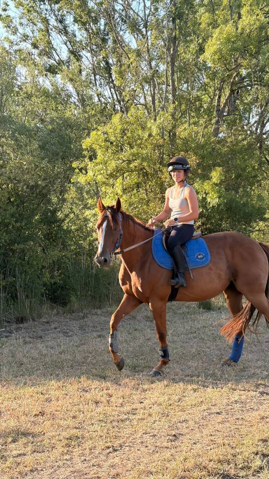 Trotteur fran&ccedil;ais r&eacute;former 9ans 