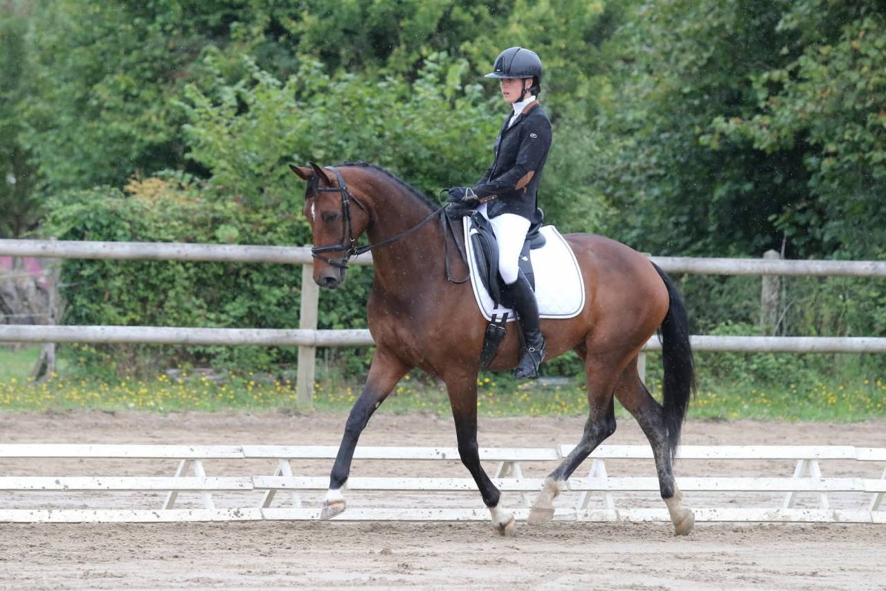 Jument dressage amateur