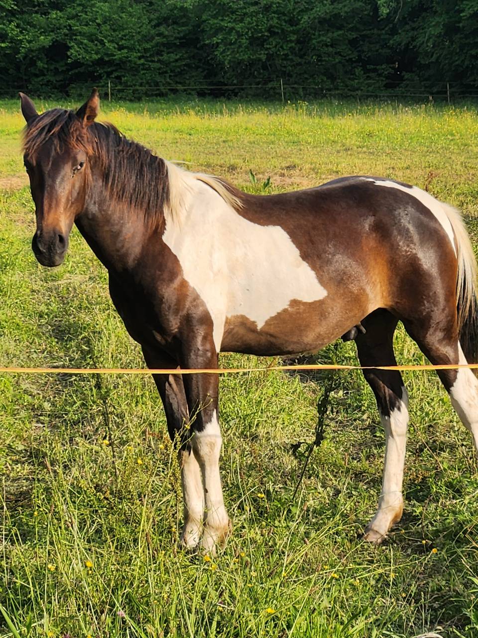 Superbe poulain PRE&times;Paint horse OC
