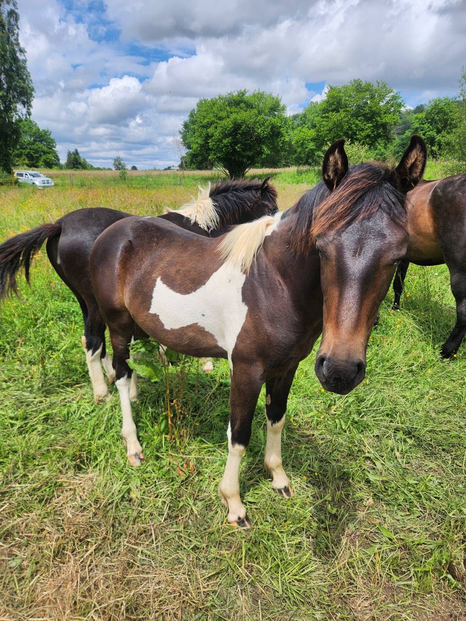 Superbe poulain PRE&times;Paint horse OC