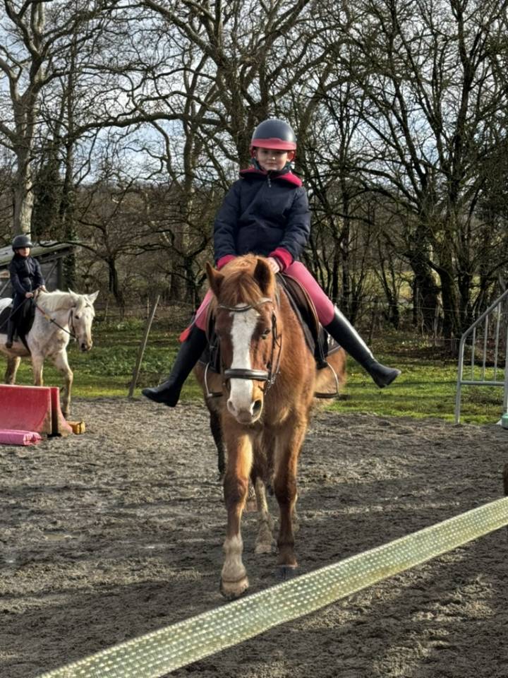 Cassanova &ndash; Hongre Welsh Part-Bred &ndash; 11 ans tr&egrave;s gentil