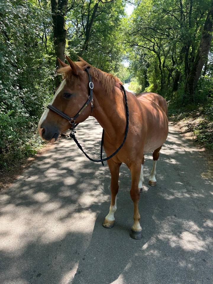 Cassanova &ndash; Hongre Welsh Part-Bred &ndash; 11 ans tr&egrave;s gentil