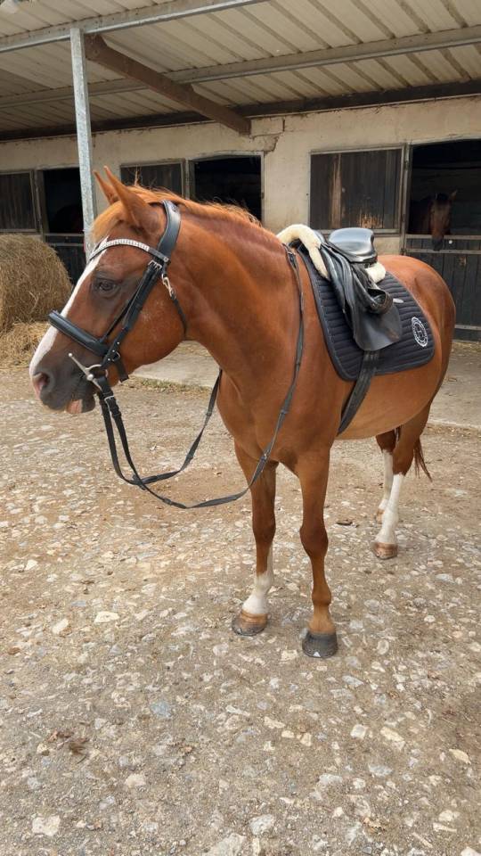 Cassanova &ndash; Hongre Welsh Part-Bred &ndash; 11 ans tr&egrave;s gentil