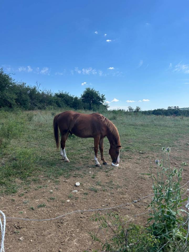 Cassanova &ndash; Hongre Welsh Part-Bred &ndash; 11 ans tr&egrave;s gentil