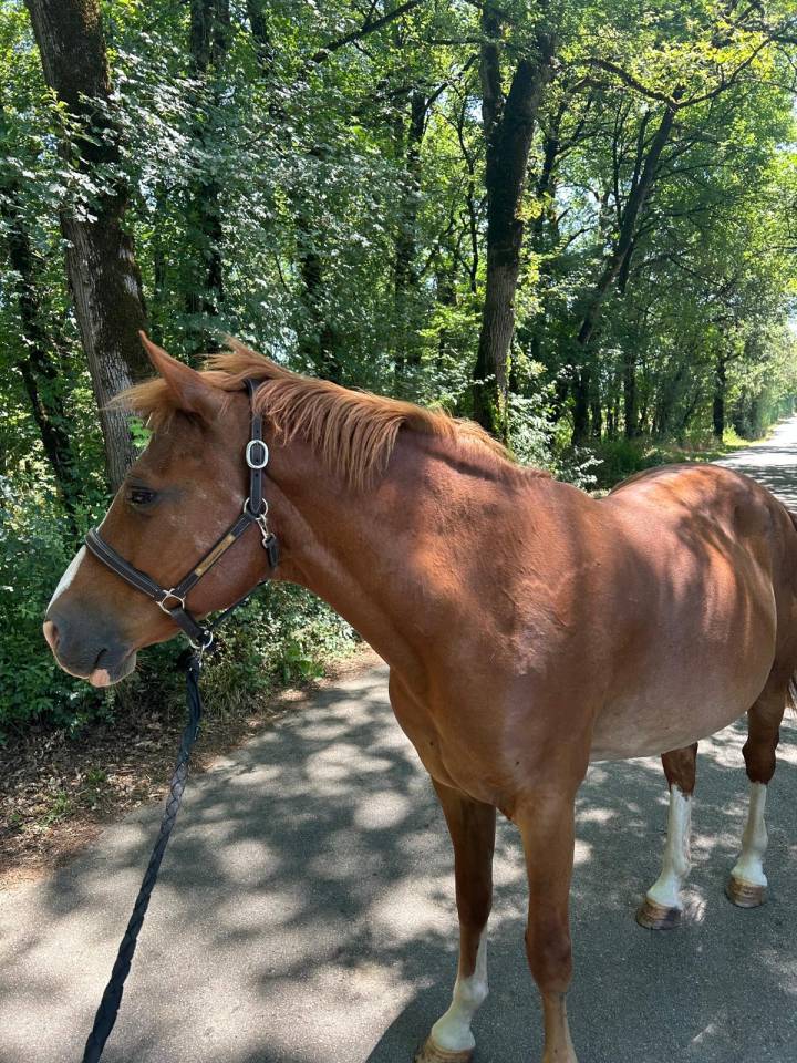 Cassanova &ndash; Hongre Welsh Part-Bred &ndash; 11 ans tr&egrave;s gentil