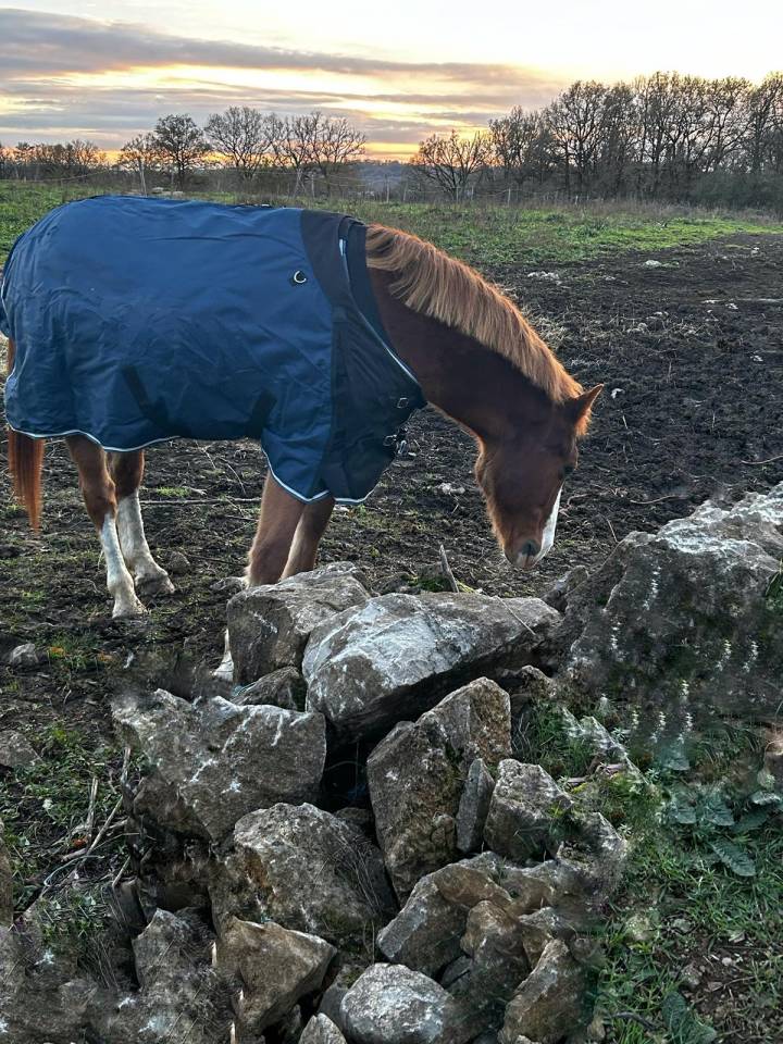 Cassanova &ndash; Hongre Welsh Part-Bred &ndash; 11 ans tr&egrave;s gentil
