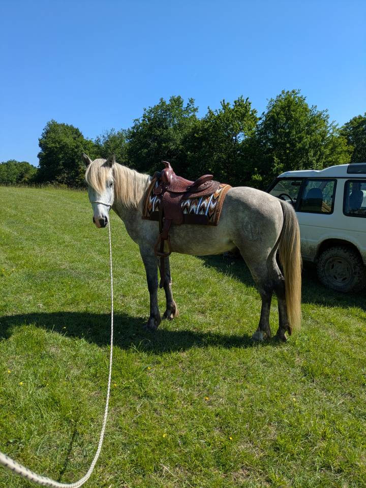 Hongre PP camargue