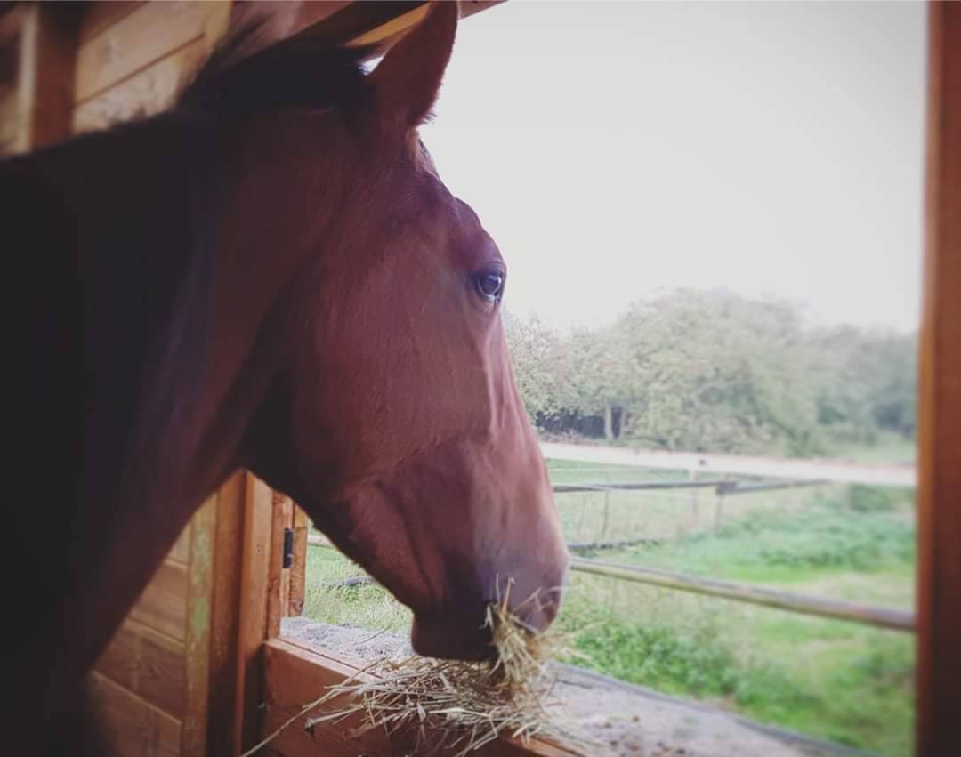 (59 NORD) Cheval calme et doux pour loisir et rando