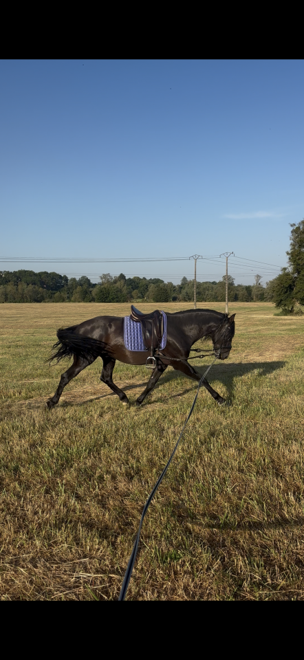 pure race espagnole