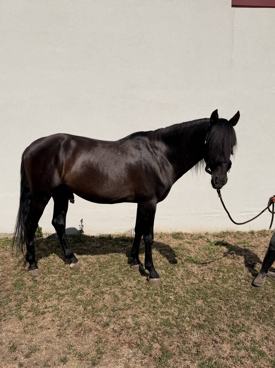 pure race espagnole