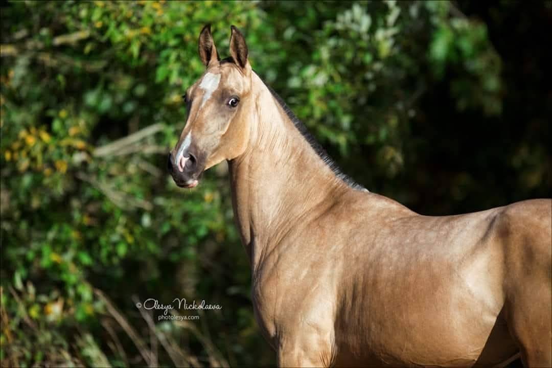 Jument akhal-teke 9 ans