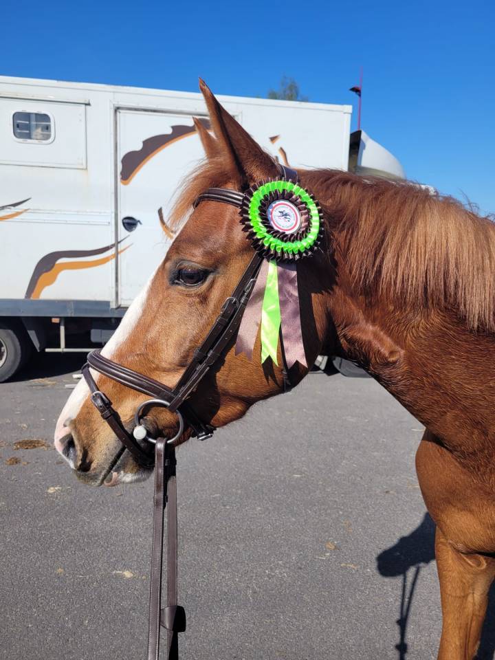 Hongre 4 ans CSO