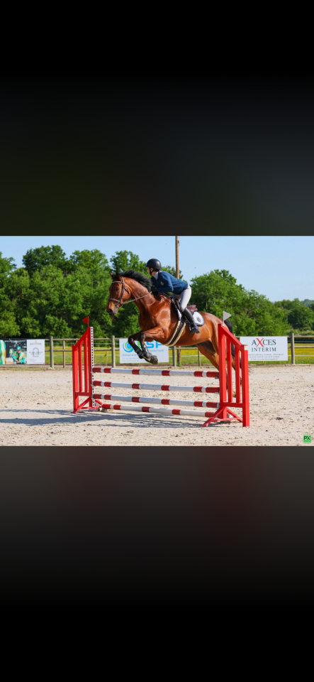 Hongre Pur-Sang Anglais, 6 ans, 1m72, bai