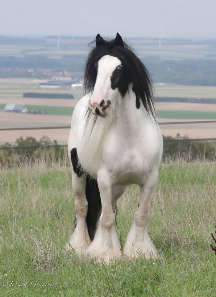 Jument Irish Cob PP pie tobiano 