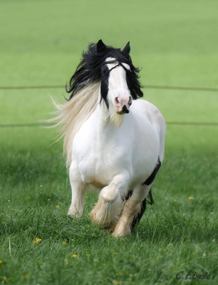 Jument Irish Cob PP pie tobiano 