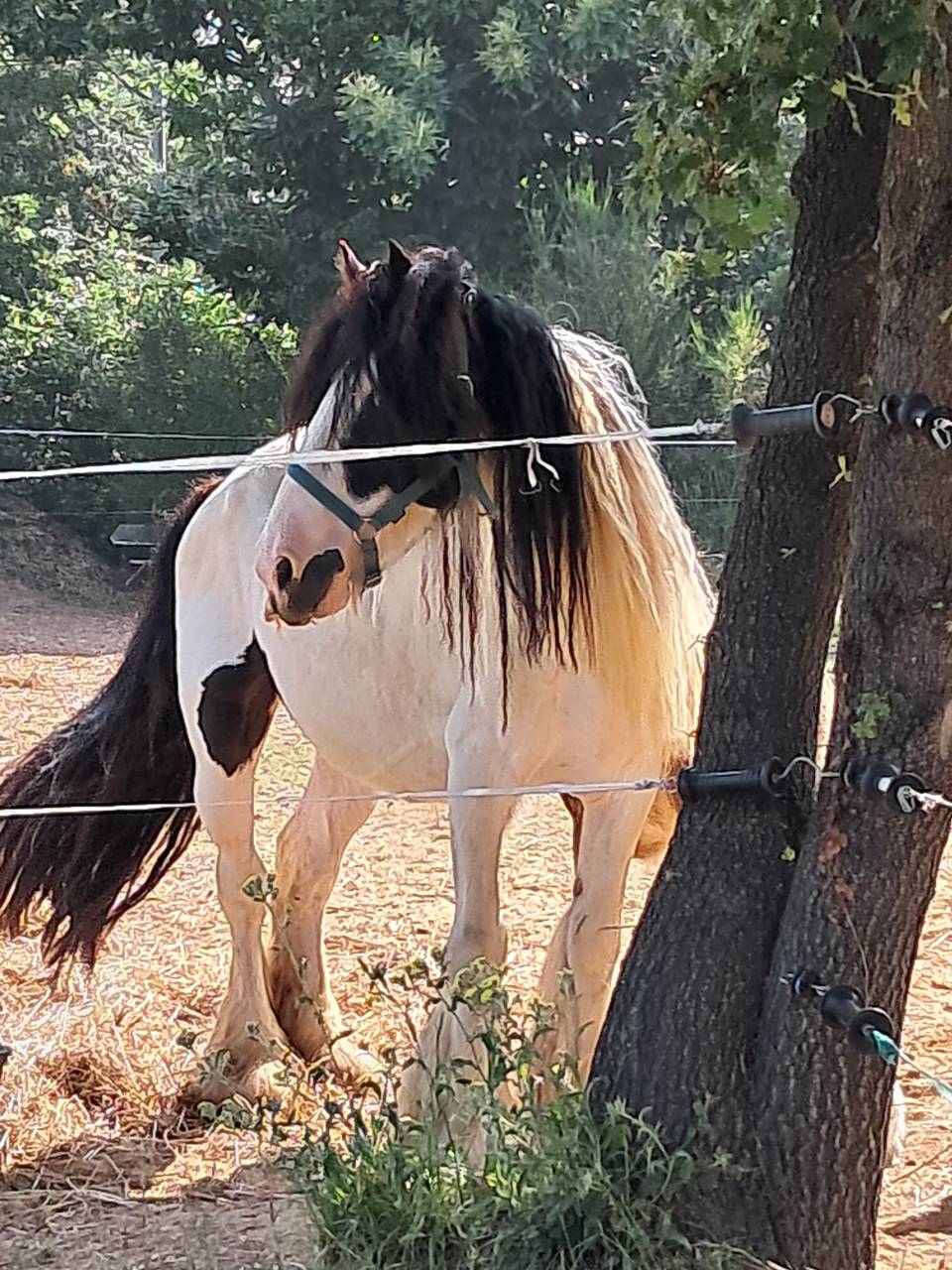 Jument Irish Cob PP pie tobiano 