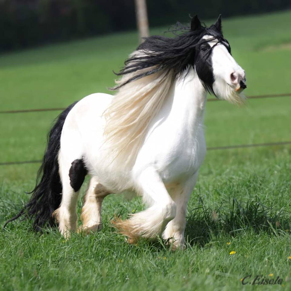 Jument Irish Cob PP pie tobiano 