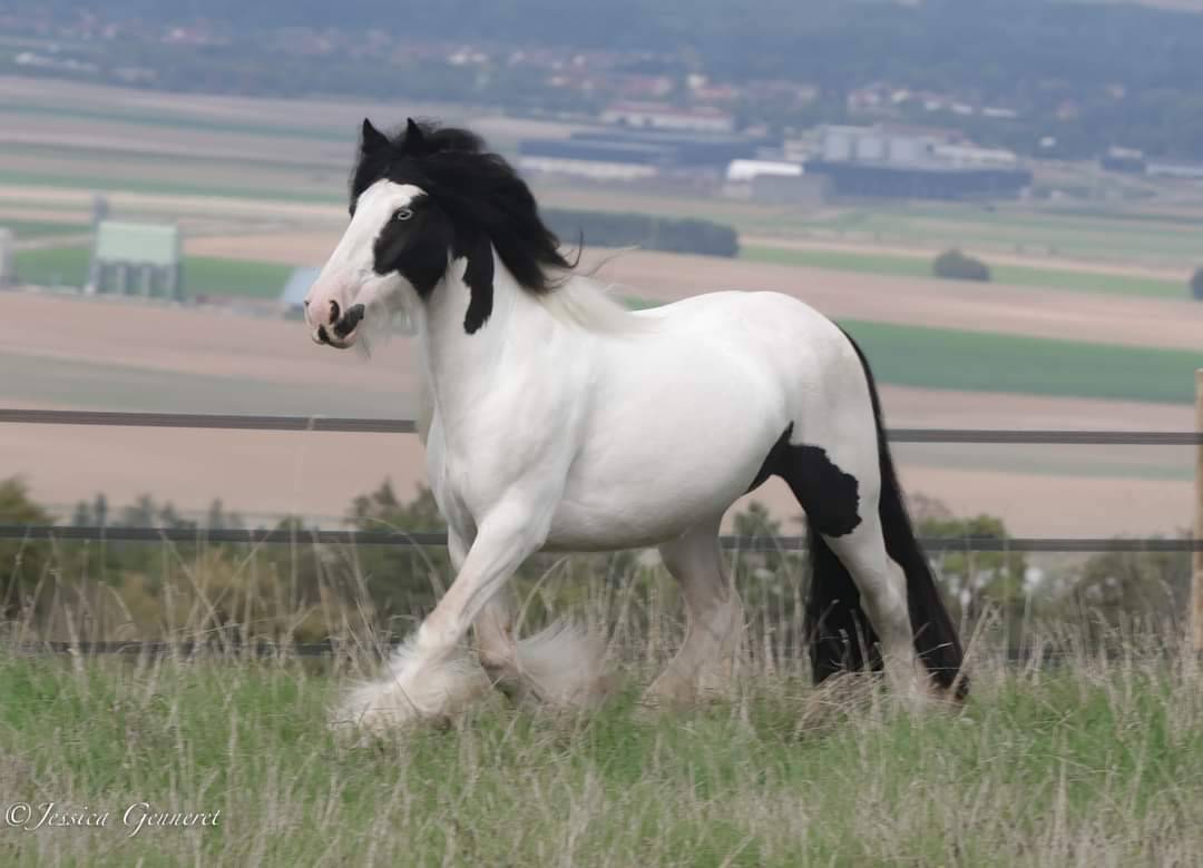 Jument Irish Cob PP pie tobiano 