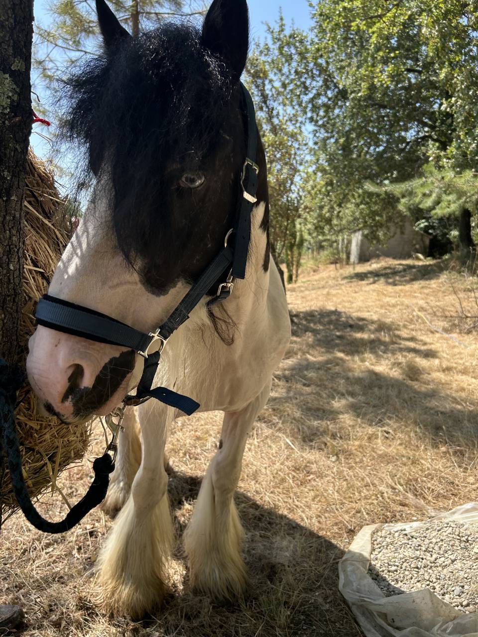 Jument Irish Cob PP pie tobiano 