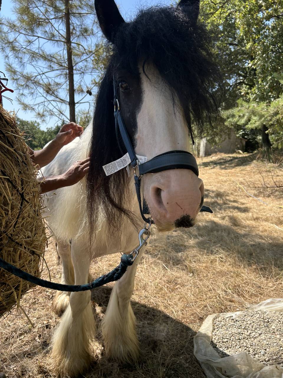 Jument Irish Cob PP pie tobiano 