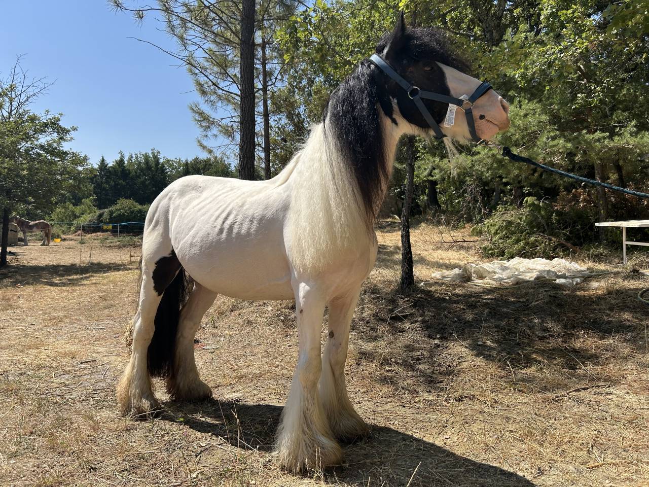 Jument Irish Cob PP pie tobiano 