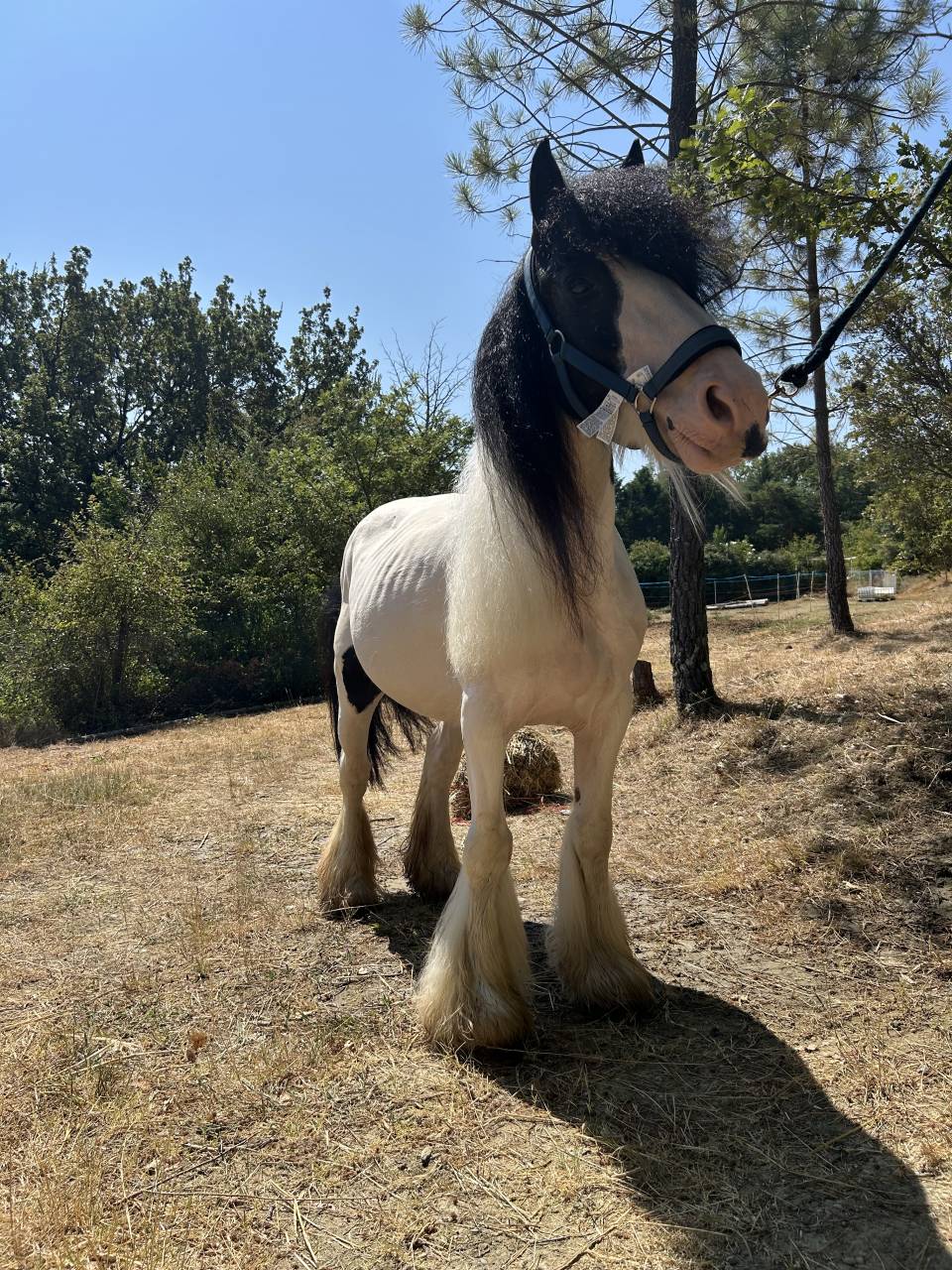 Jument Irish Cob PP pie tobiano 