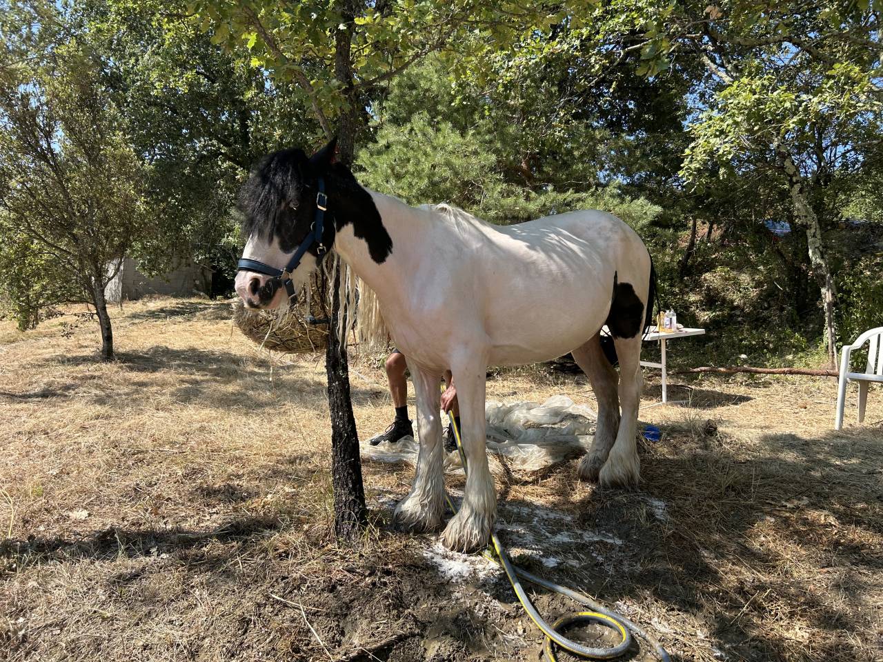 Jument Irish Cob PP pie tobiano 