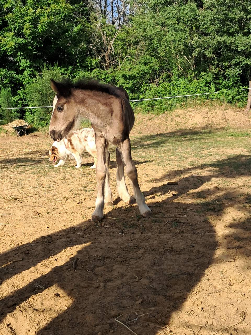 Poulain Irish Cob PP noir pangare 