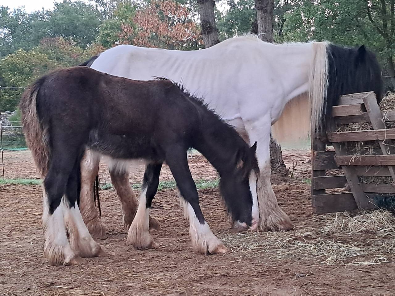 Poulain Irish Cob PP noir pangare 