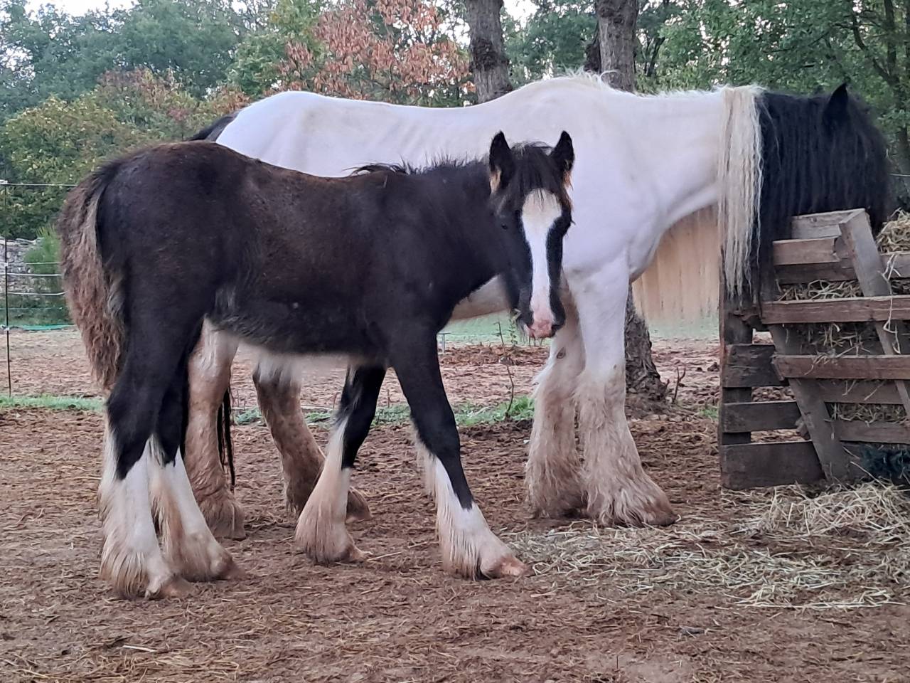 Poulain Irish Cob PP noir pangare 