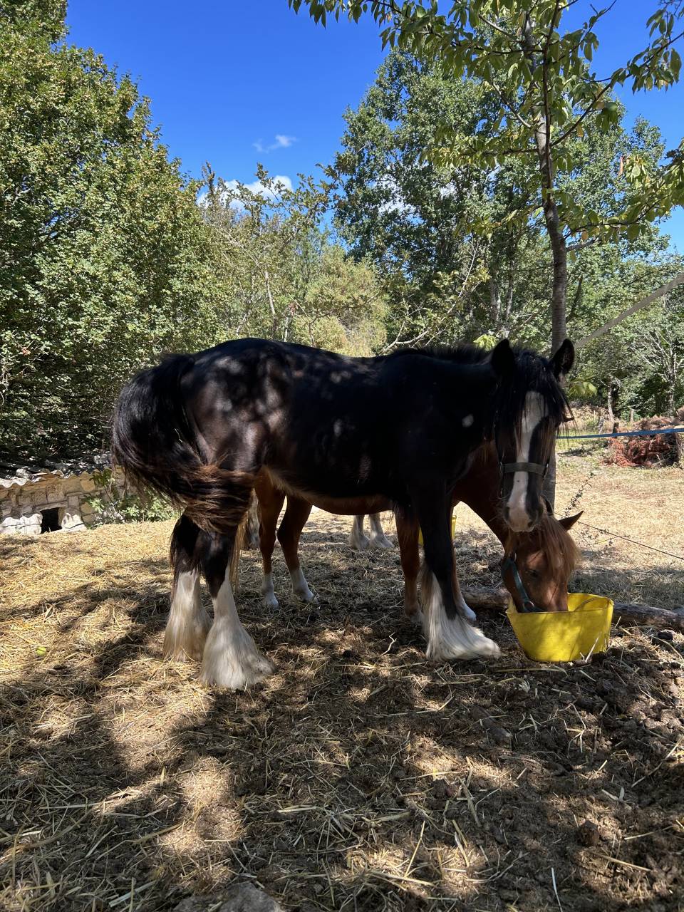 Poulain Irish Cob PP noir pangare 