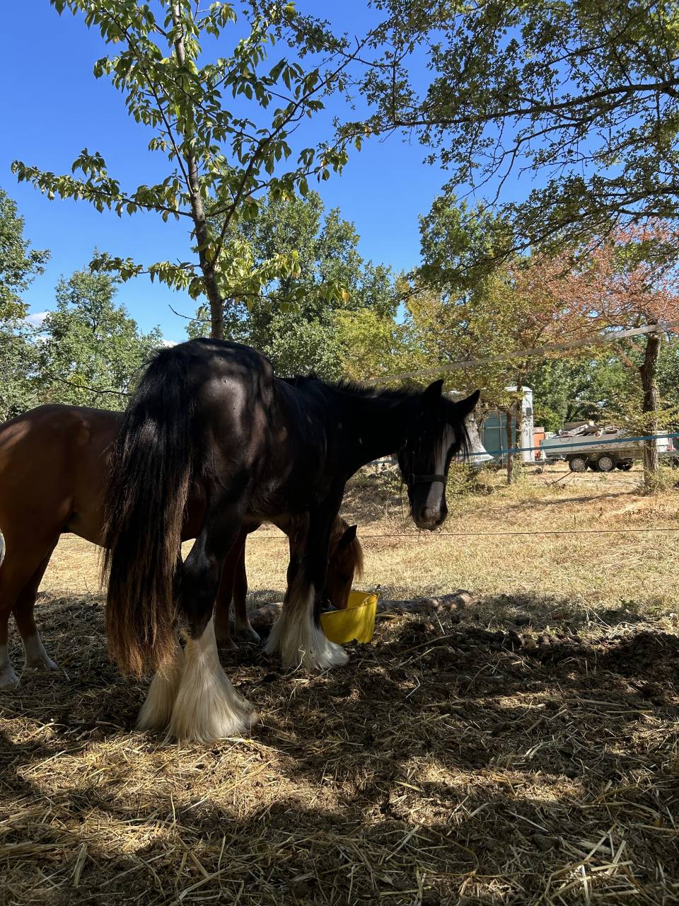 Poulain Irish Cob PP noir pangare 