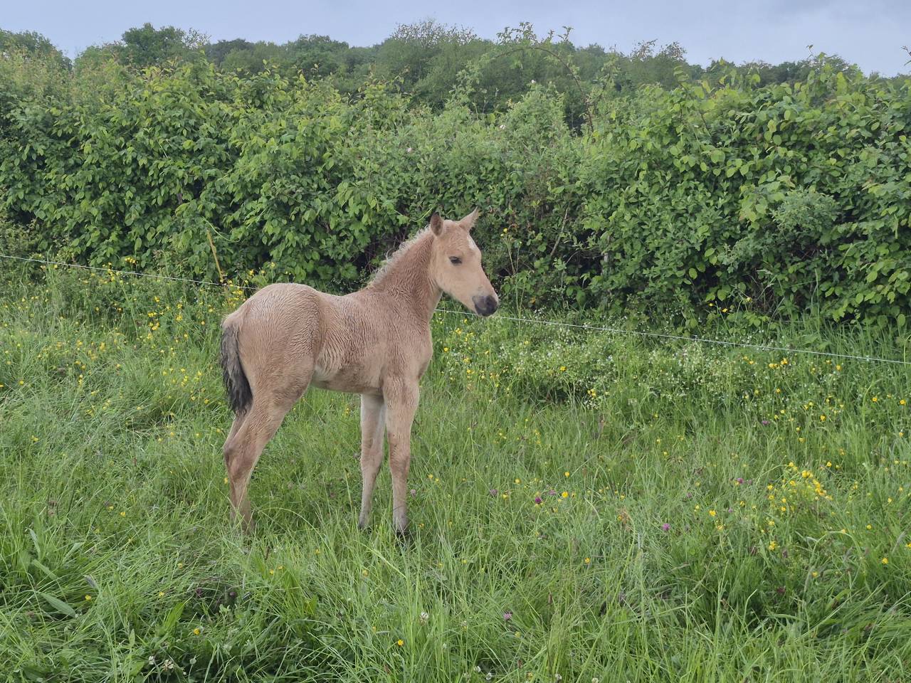 Poulain pp QH X Connemara 