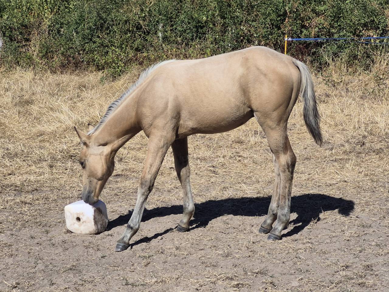 Poulain pp QH X Connemara 