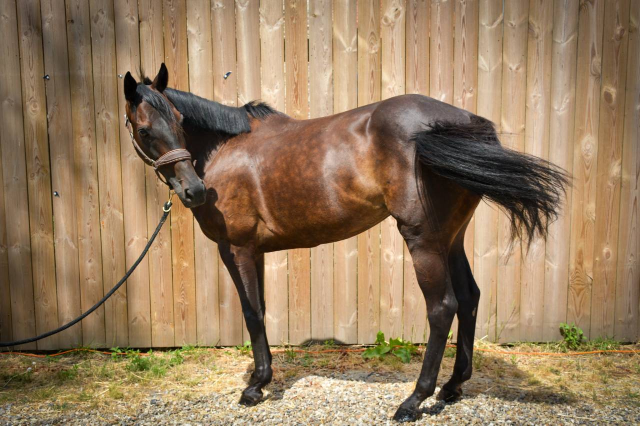 ZELZALITA - Jument - 7 ans 