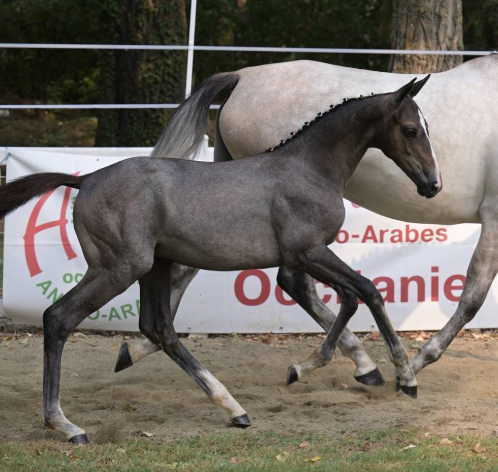 Pouliche AA