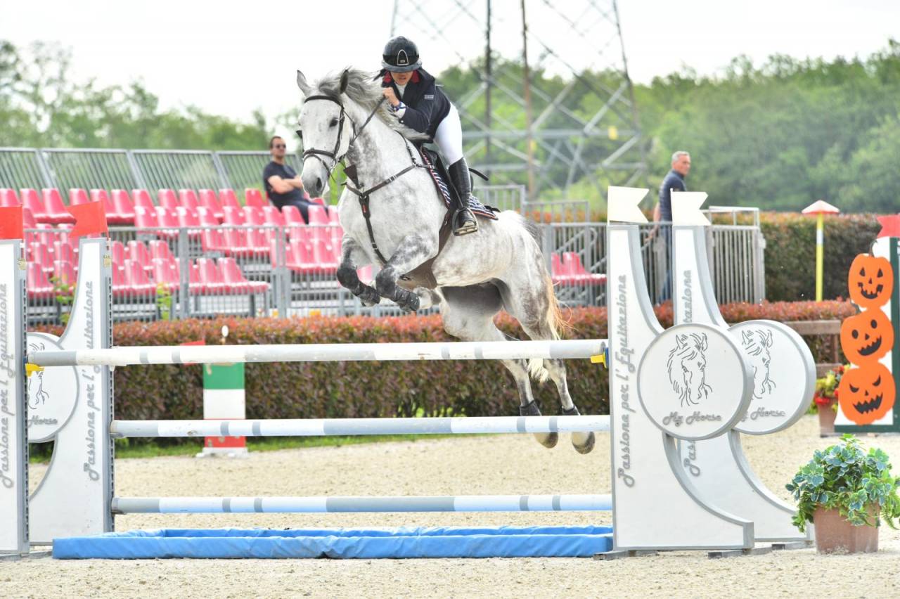 Jument zangersheide 8ans 