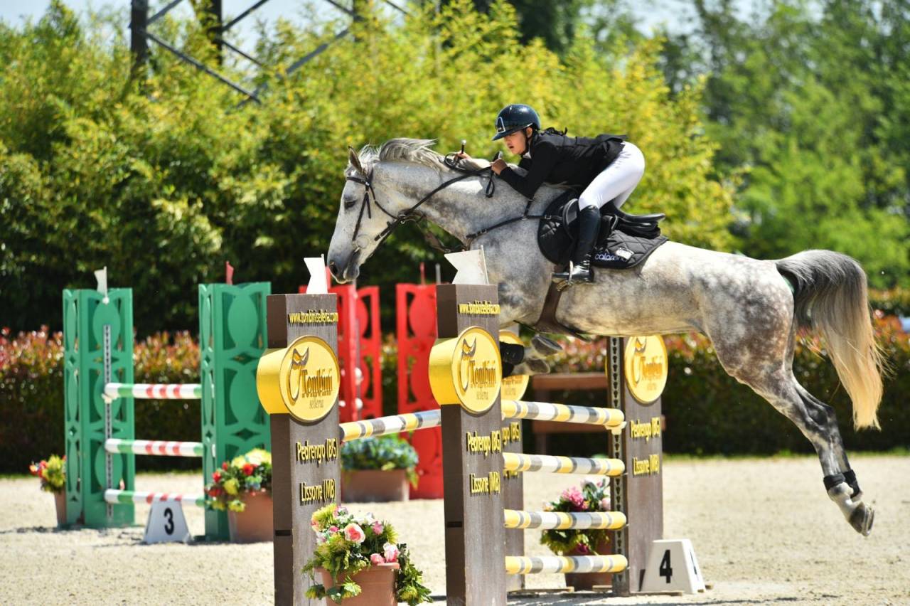 Jument zangersheide 8ans 