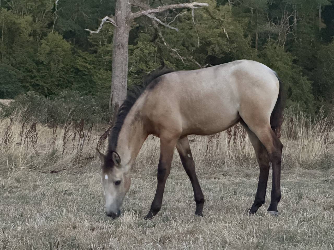 Grande pouliche  ( espagnol )  