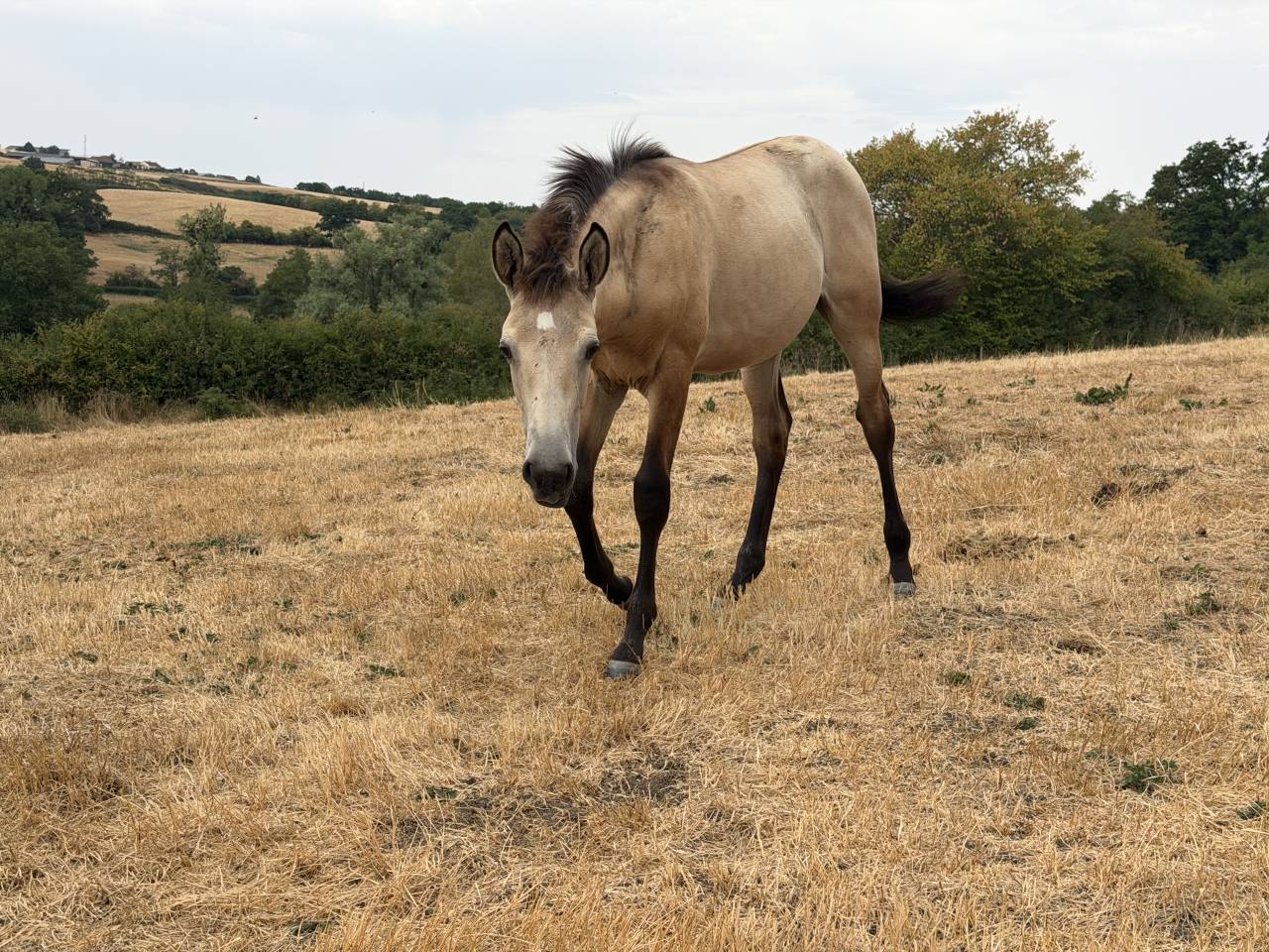 Grande pouliche  ( espagnol )  