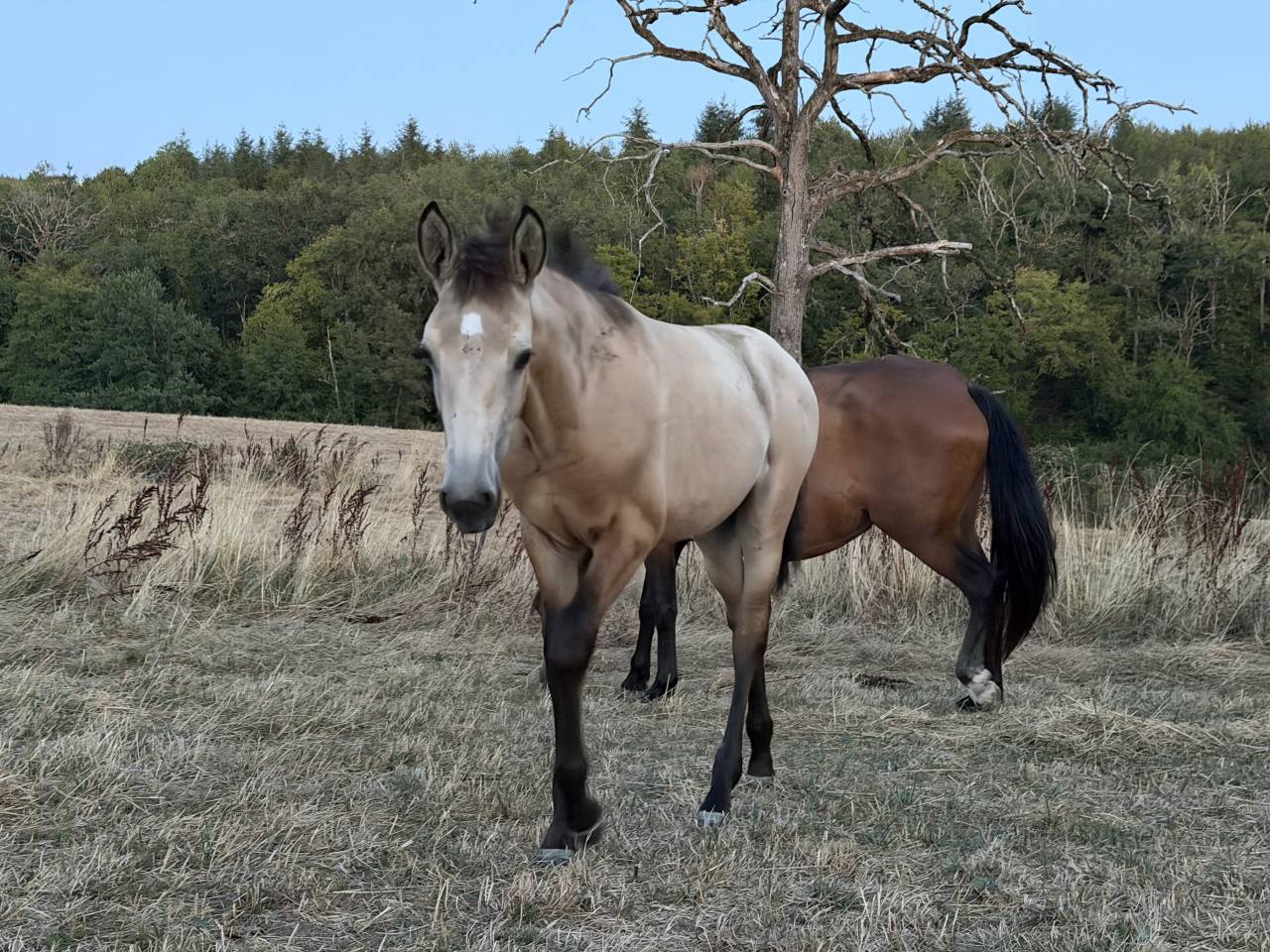 Grande pouliche  ( espagnol )  