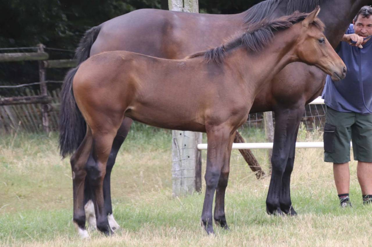 Superbe pouliche de dressage de Dutch Dream