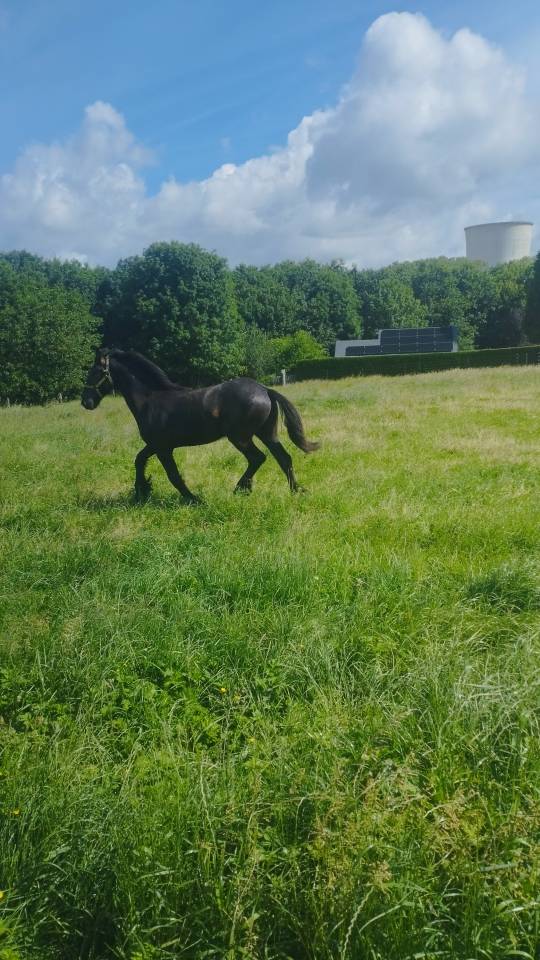 FRISON 18 mois