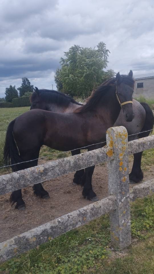 FRISON 18 mois