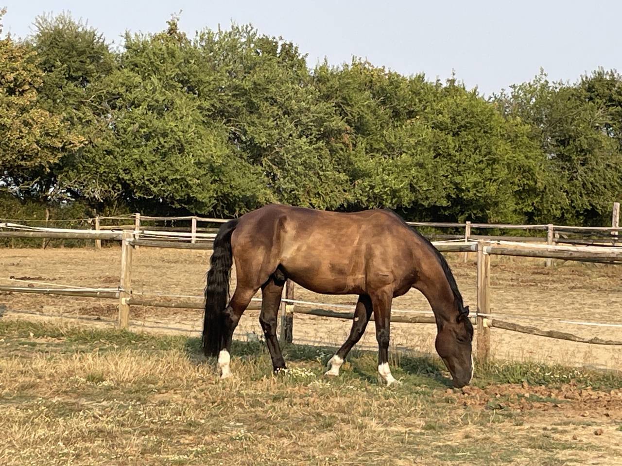 Cheval SF CSO